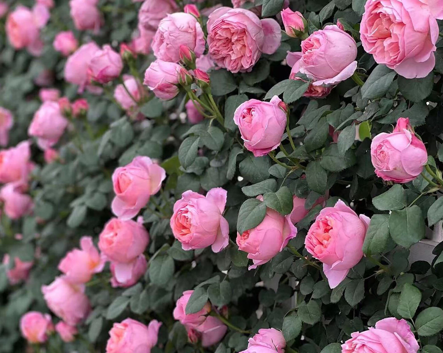 Dames de Chenonceau  舍农索城堡的女士，Climbing & Shrub Roses, Non-Grafted/Own Root.