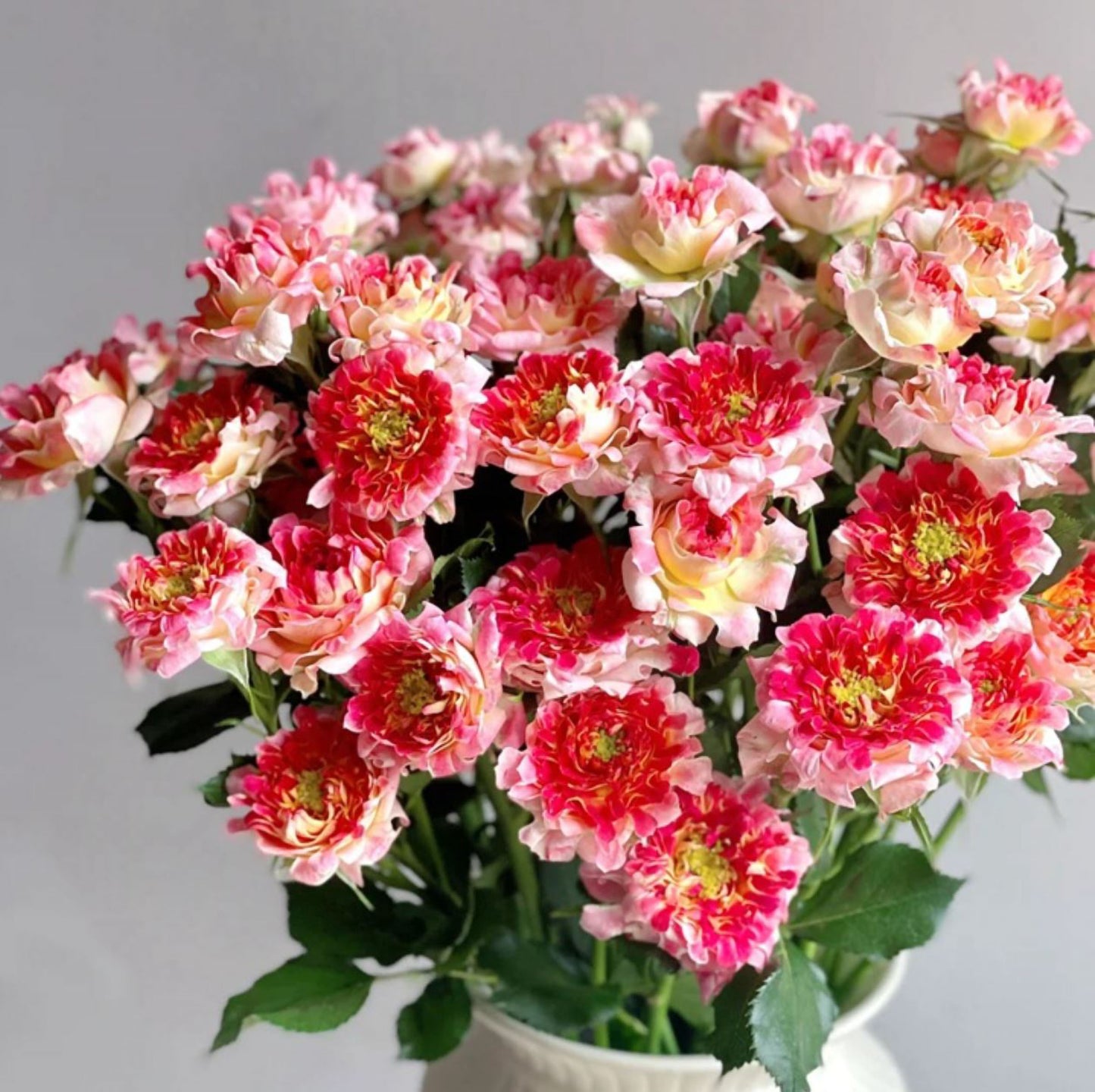 #SPN252, Sea Anemone No. 4 海葵4号，Florist Shrub Rose, Non-Grafted/Own Root.