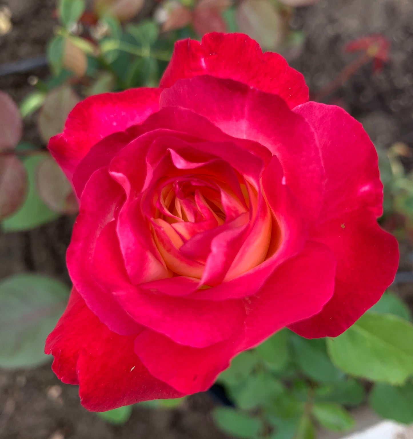 Double Delight 红双喜，Hybrid Tea rose, Exceptionally Fragrant.Non-Grafted/Own Root.