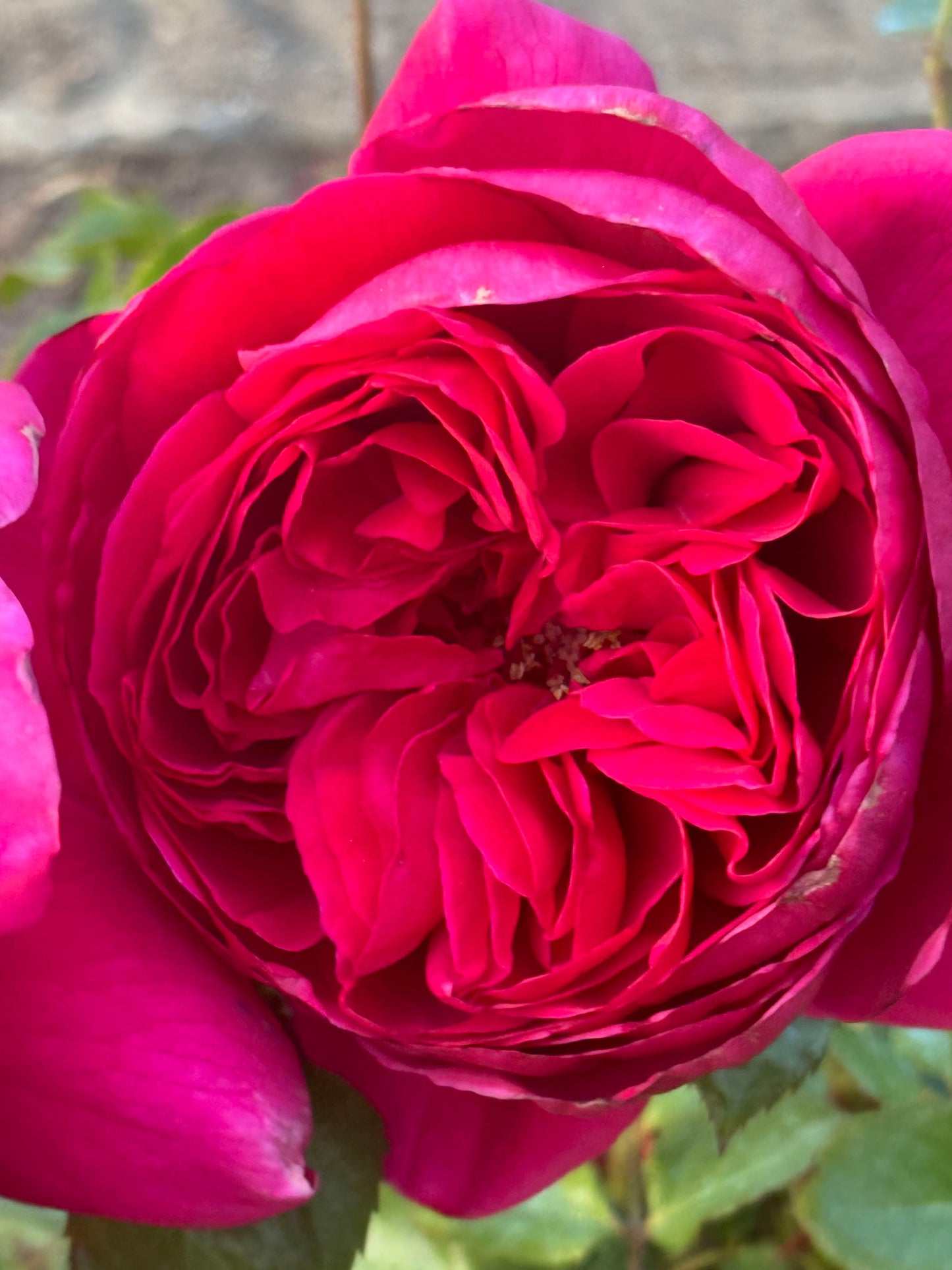 Cantina 伊芙酒窖 ワインセラー, Japanese Rose, Strong fragrance. Non-Grafted/Own Root.