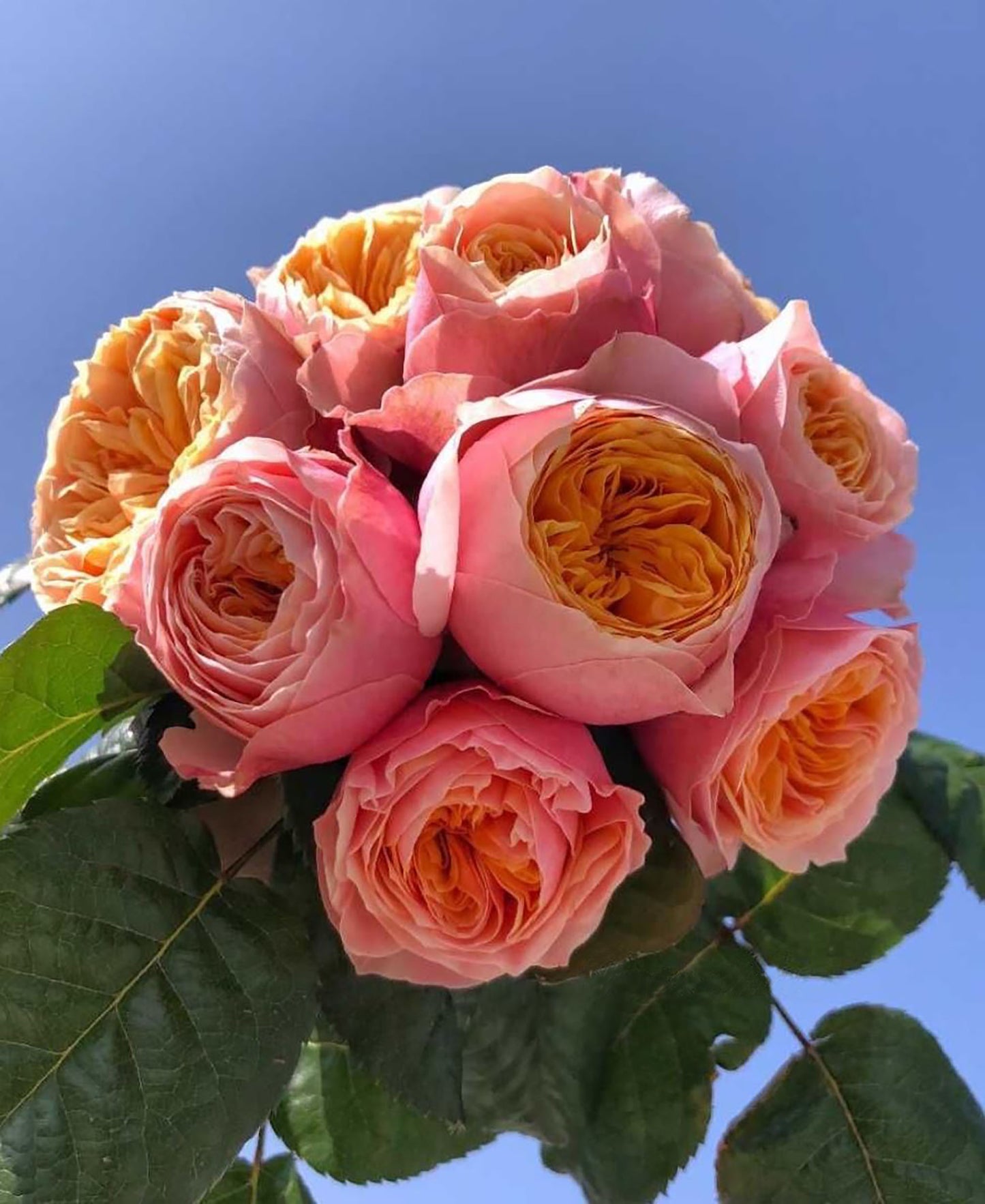 Vuvuzela 温柔珊瑚心，Shrub Rose，Excellent Heat And Rain Resistance, Disease Resistance,  Non-Grafted/Own Root.