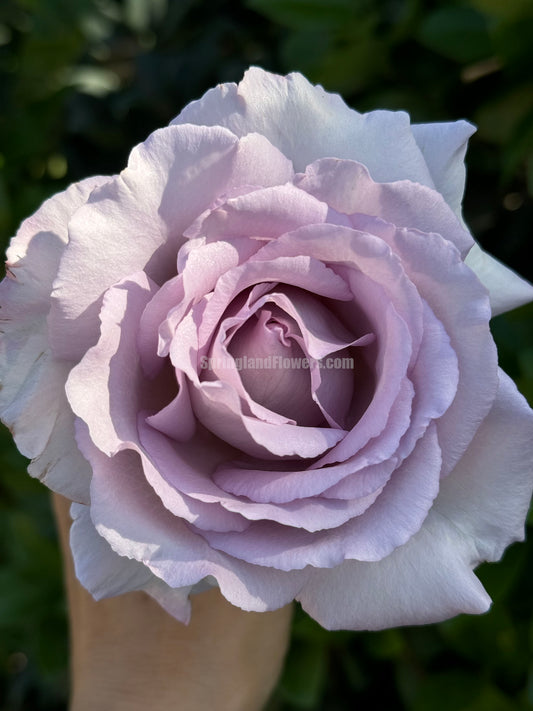 Luxury Nove 天然香水ラグジュノーブ,  Japanese Shrub Rose,   Non-Grafted/Own Root.