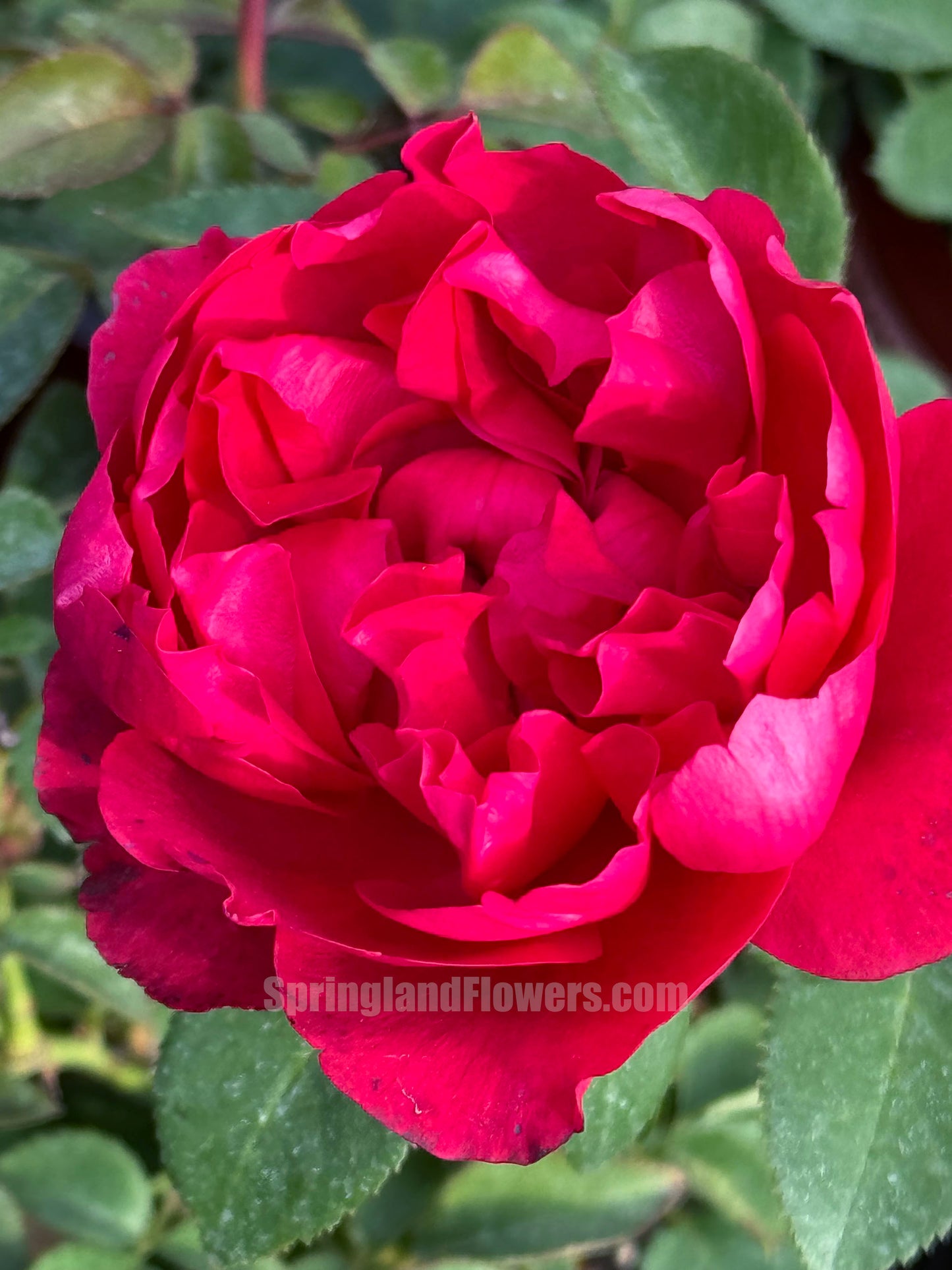 NEW !  Clos Vougeot 伏旧园之花，Shrub Rose, Heat-tolerant, disease-resistant, Non-Grafted/Own Root.