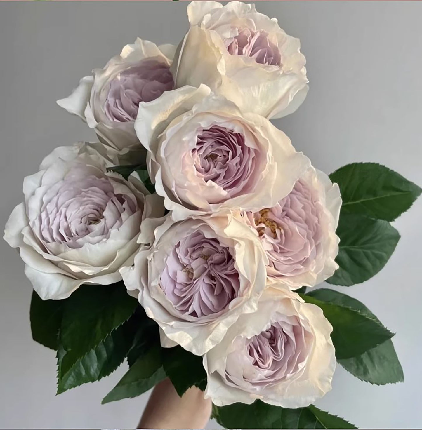 Milky Pearl 珍珠牛奶 ミルキーパール,  Japanese Cutting Rose,  Non-Grafted/Own Root.