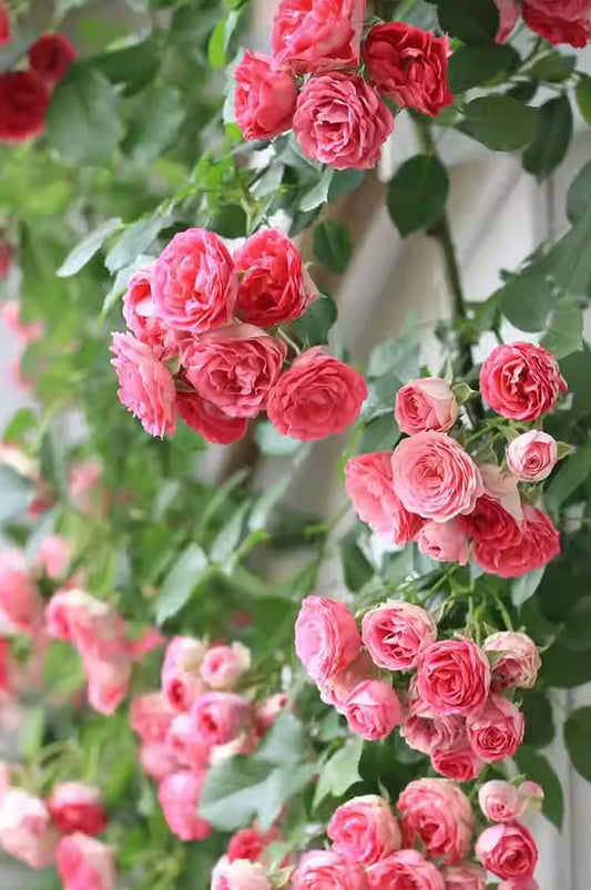 Climbing Rose 'Rouge Pearls' 胭脂扣, Non-Grafted/Own Root.