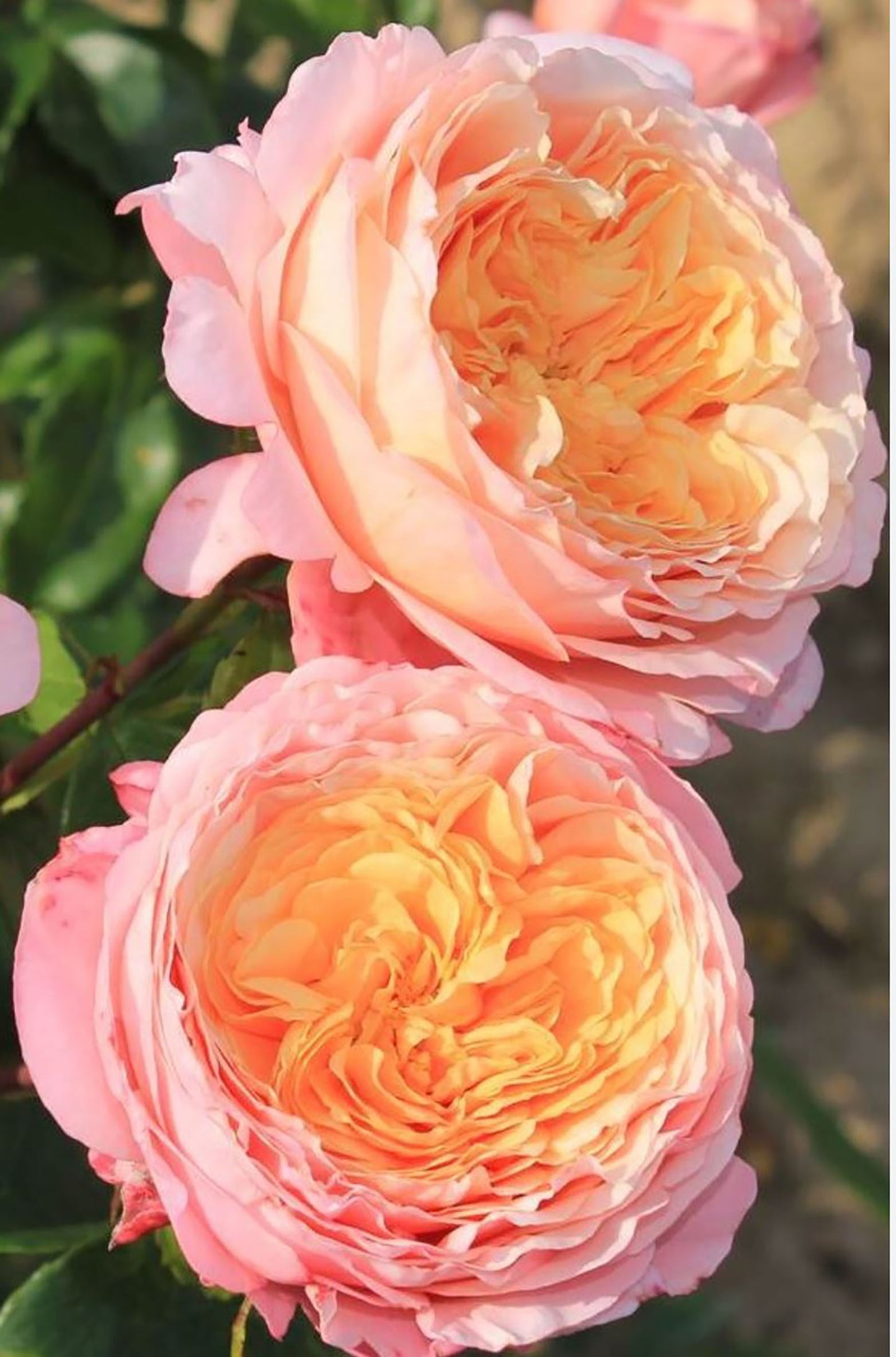 #SPF046，extremely similar to Domaine de Chantilly 玫瑰香橙, French Shrub Rose,  Heat-tolerant, disease-resistant, Non-Grafted/Own Root.