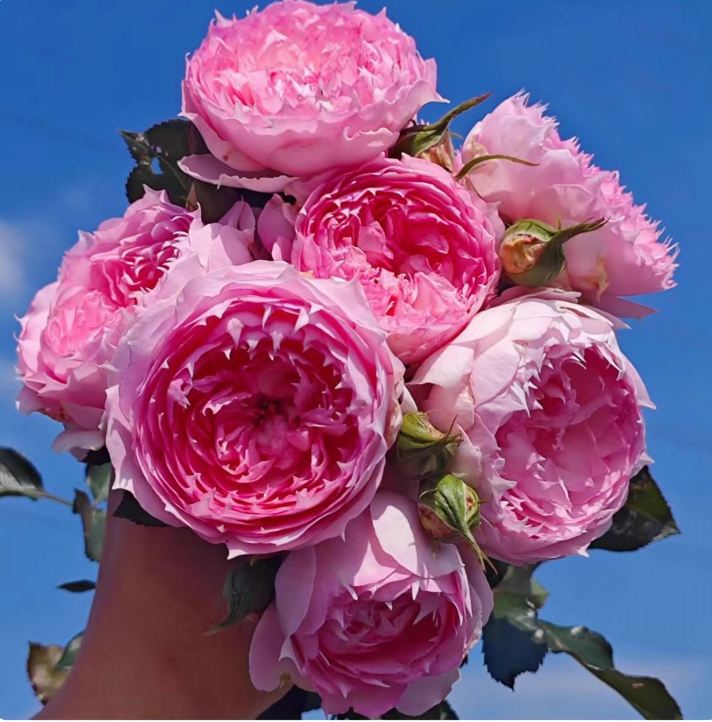 #SPC226, RongRongYue 溶溶月，Chinese Floribunda Rose.