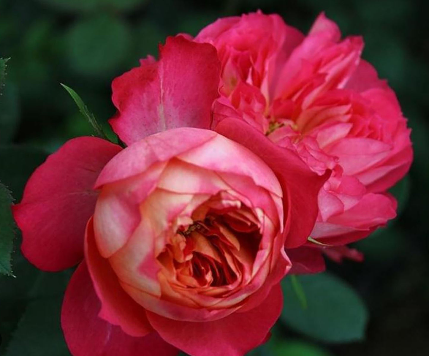 Meilivoine 藤本浪漫宝贝, Climbing Rose, Non-Grafted/Own Root.