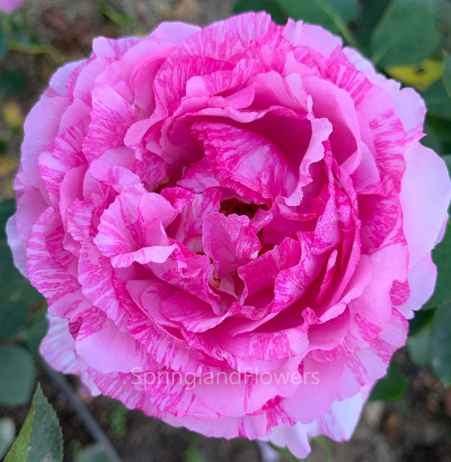 Yves Splash 伊芙飞溅 イヴスプラッシュ , Japanese Shrub Rose, Strong Fragrance, Non-Grafted/Own Root.