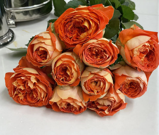 #SPJ131，Arancia 橙意，Japanese Floribunda Rose, Non-Grafted/Own Root.
