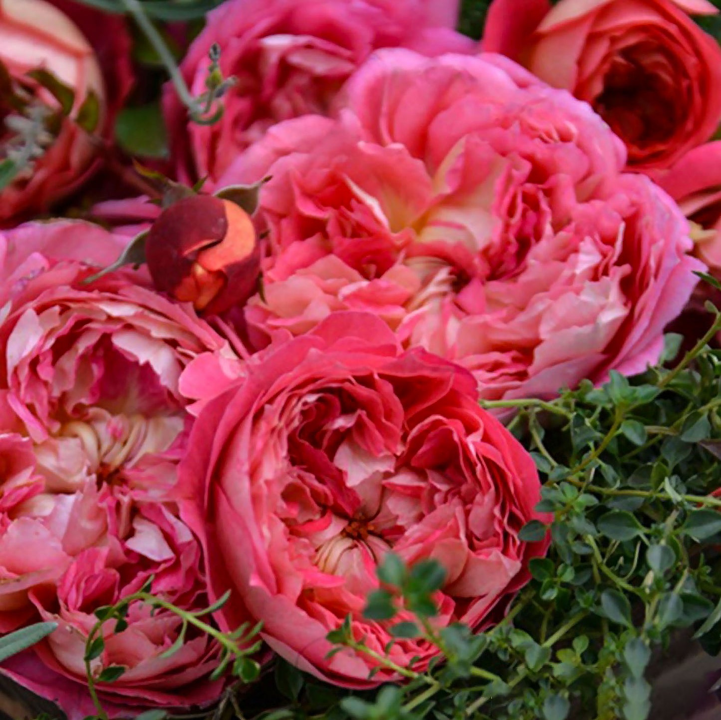 #SPJ161, NEW!  2023. Argonauts 阿尔戈英雄，Japanese Shrub Rose, Non-Grafted/Own Root.