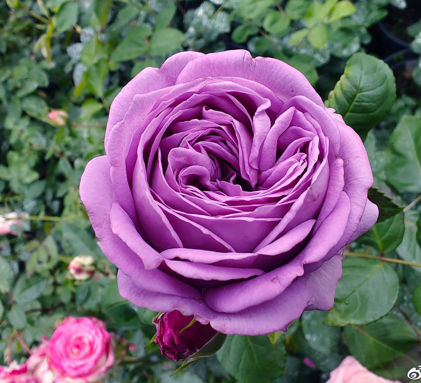 Kinda Blue 微蓝/蓝色绒球, Hybrid Tea Rose, Non-Grafted/Own Root.