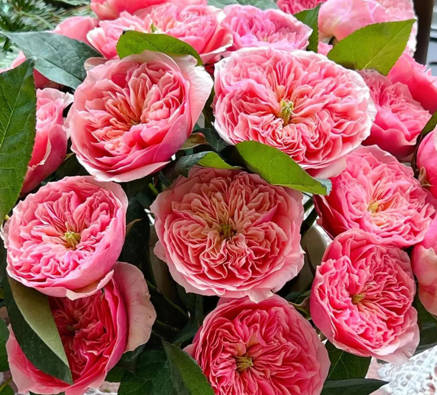 #SPC301,   Romeo 罗密欧, Florist Cutting Rose. Non-Grafted/Own Root.