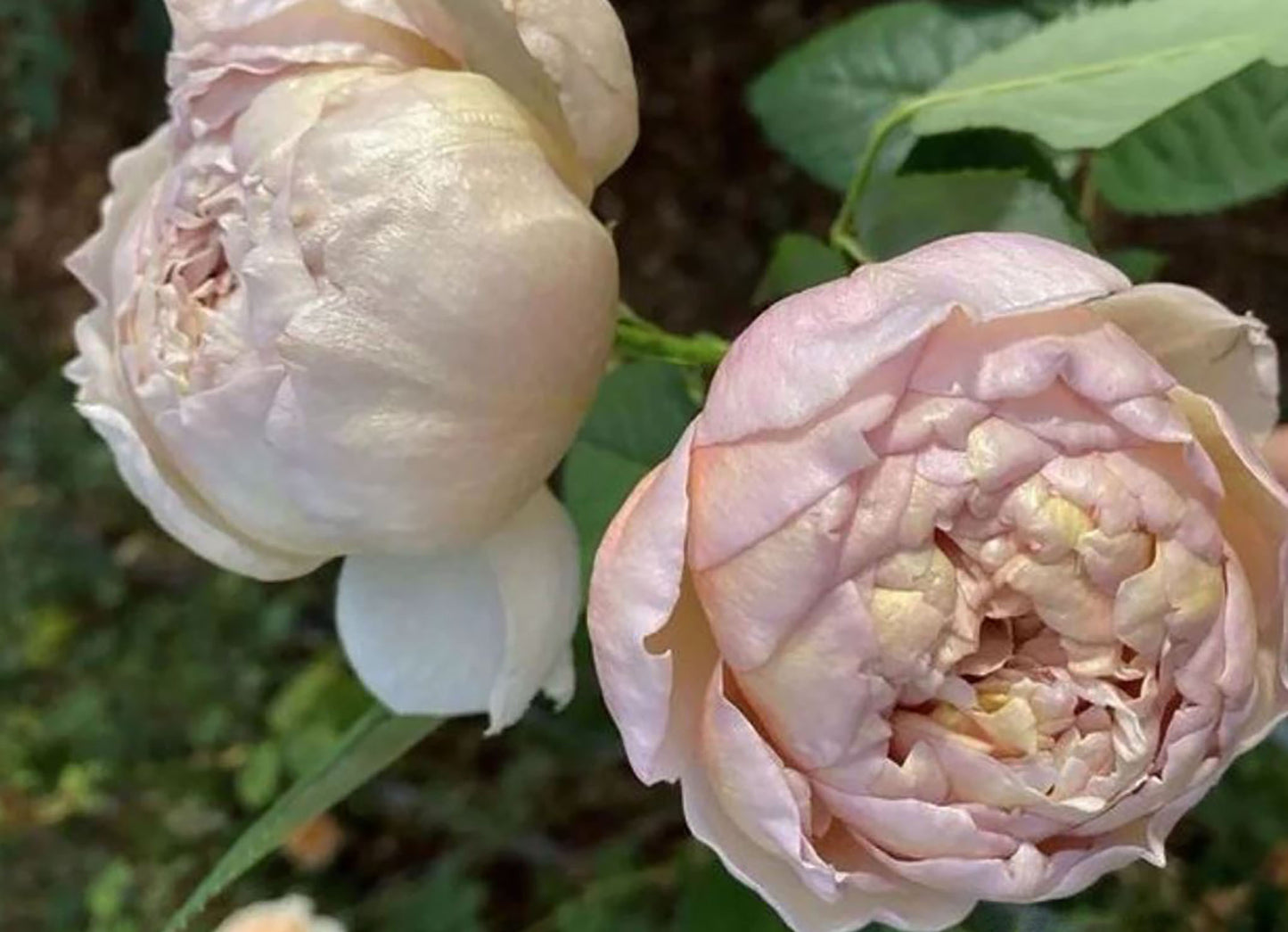 Charlotte Perriand 佩里安 シャルロットペリアン, Japanese Shrub Rose，Special and Elegant, Distinctive , Non-Grafted/Own Root.