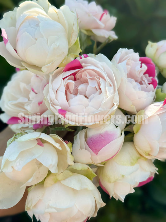 #SPJ282, White Peach Strawberry 白桃草莓冻糕，Japanese Floribunda Rose，Heat-tolerant,  Non-Grafted/Own Root.