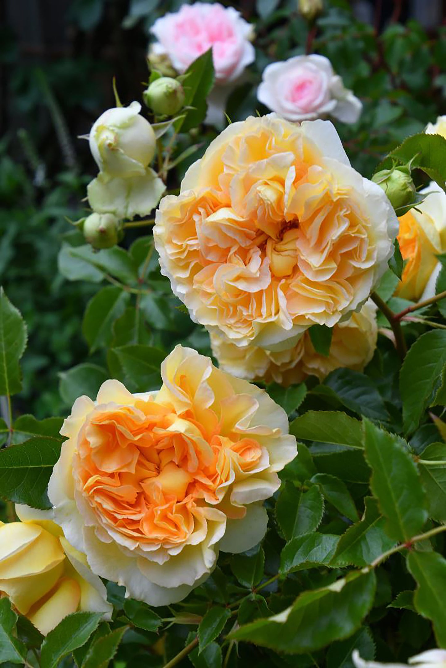 NEW ! 2021. Sicilienne 西西里舞曲, Japanese Shrub Rose, Heat-tolerant, disease-resistant, Thornless.