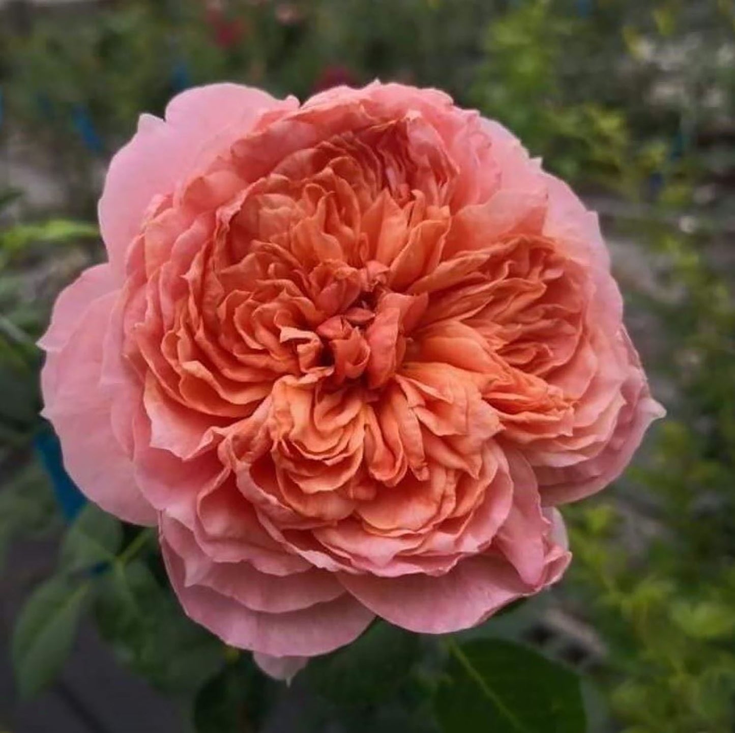 Moulin de la Galette 煎饼磨坊 ムーランドラギャレット, Japanese Shrub Rose，Strong Disease Resistance, Heat-Tolerant , Own Root.