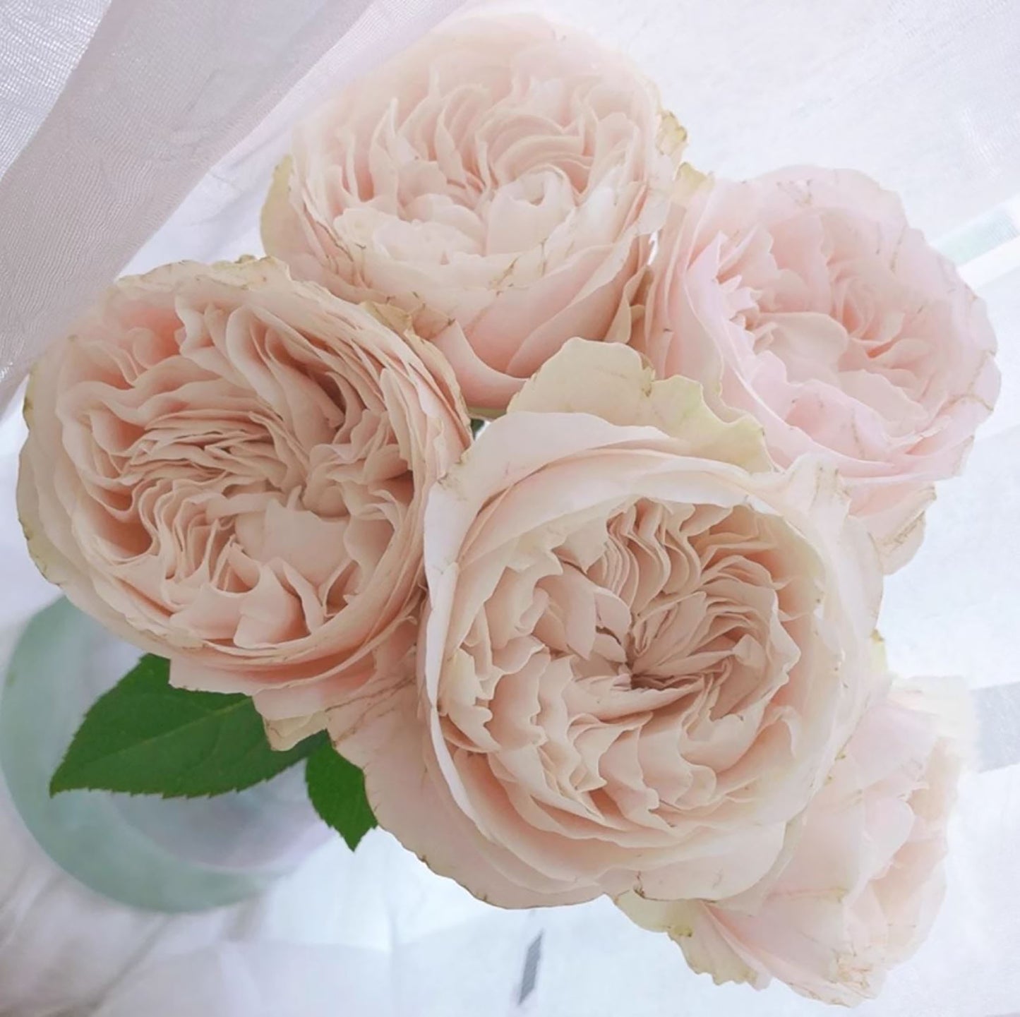 Chiffon 雪纺绸/戚风蛋糕，Cutting Rose,  Non-Grafted/Own Root.