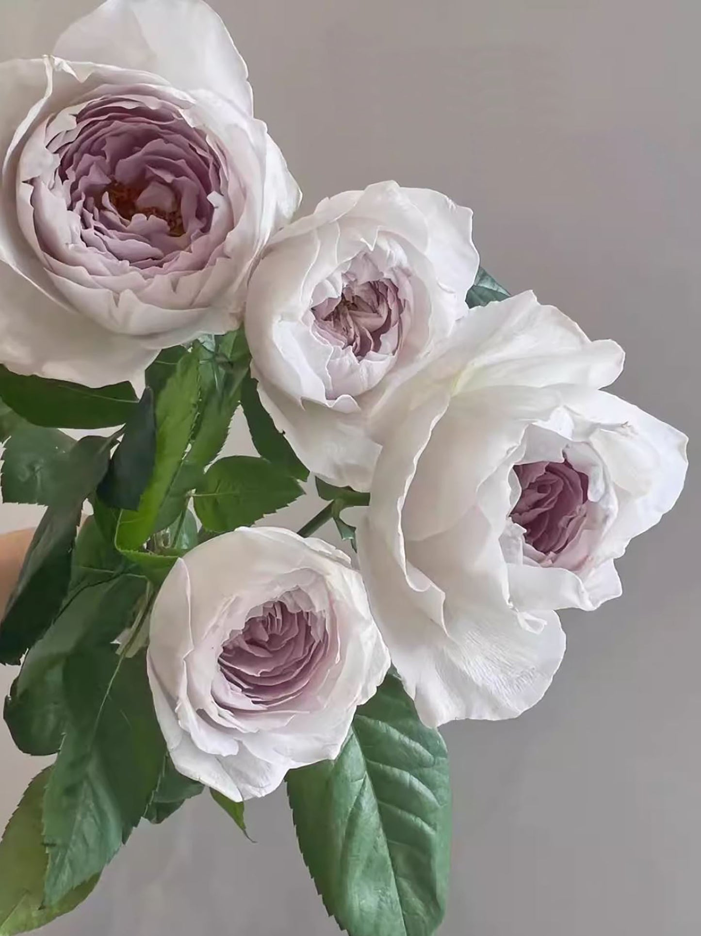 Milky Pearl 珍珠牛奶 ミルキーパール,  Japanese Cutting Rose,  Non-Grafted/Own Root.