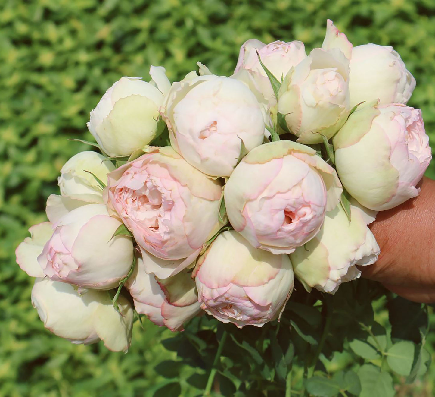 Strawberry Pie 草莓派，Chinese Shrub Rose, Non-Grafted/Own Root.