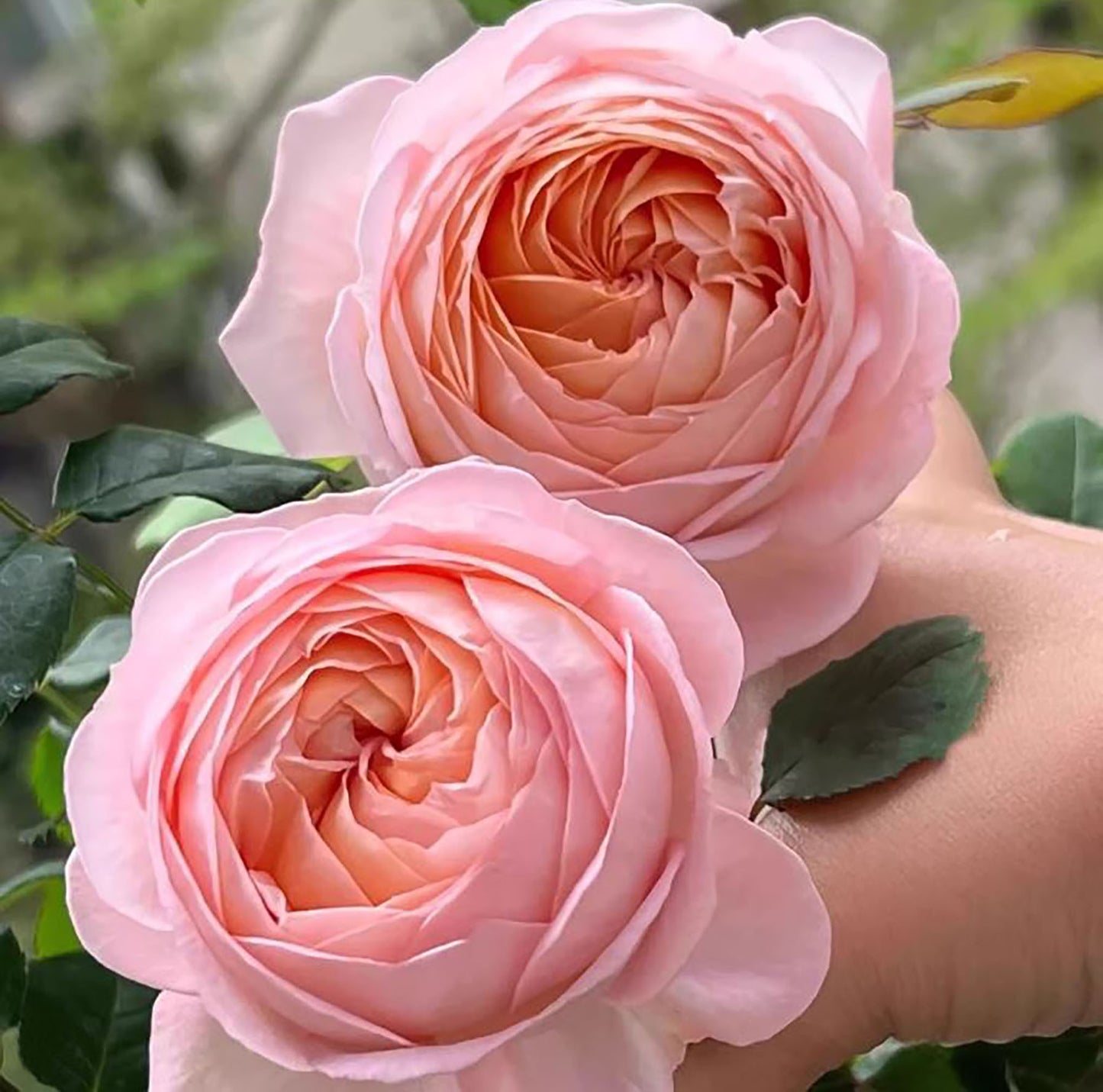 #SPJ033,extremely similar to Confiture 果酱,  Japanese Florist Shrub Rose, Non-Grafted/Own Root.