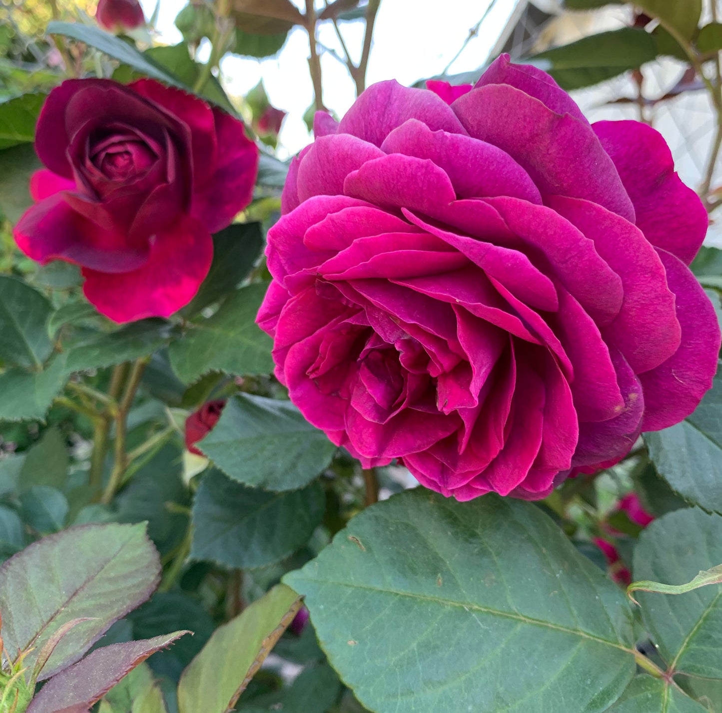 Celestial Night 星空之夜, Floribunda Rose, Non-Grafted/Own Root.