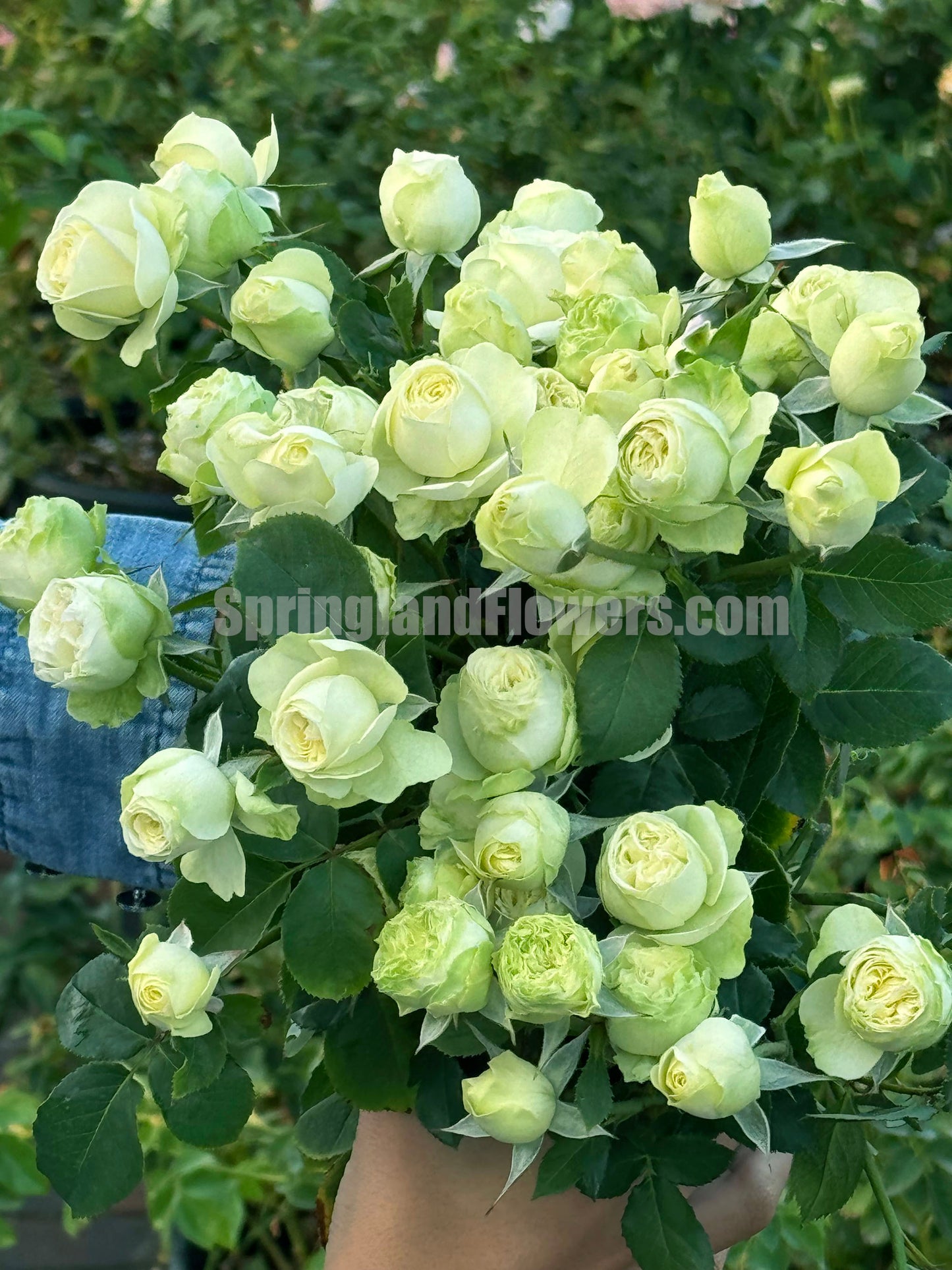 Creamy Eden 奶油龙沙，Floribunda, Florists Rose.  Heat-tolerant, disease-resistant, Non-Grafted/Own Root.