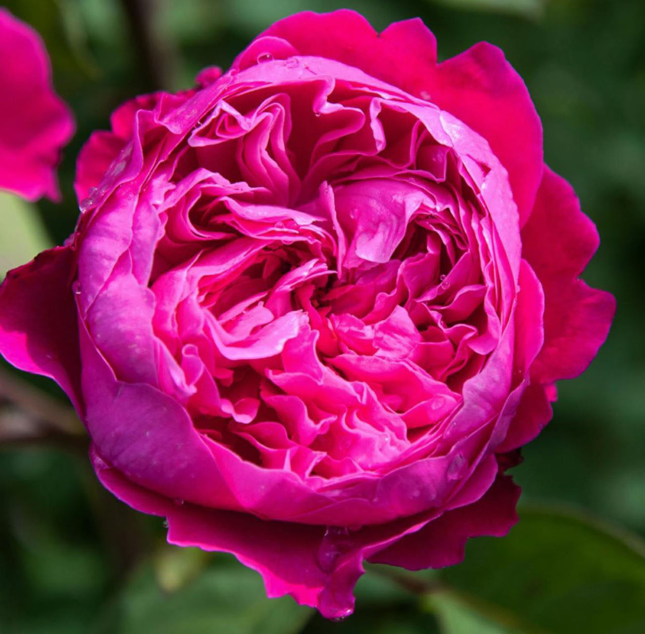 Accademia 阿卡德米亚学院, Hybrid Tea Rose, Deep pink - violet.  Strong fragrance. Non-Grafted/Own Root.