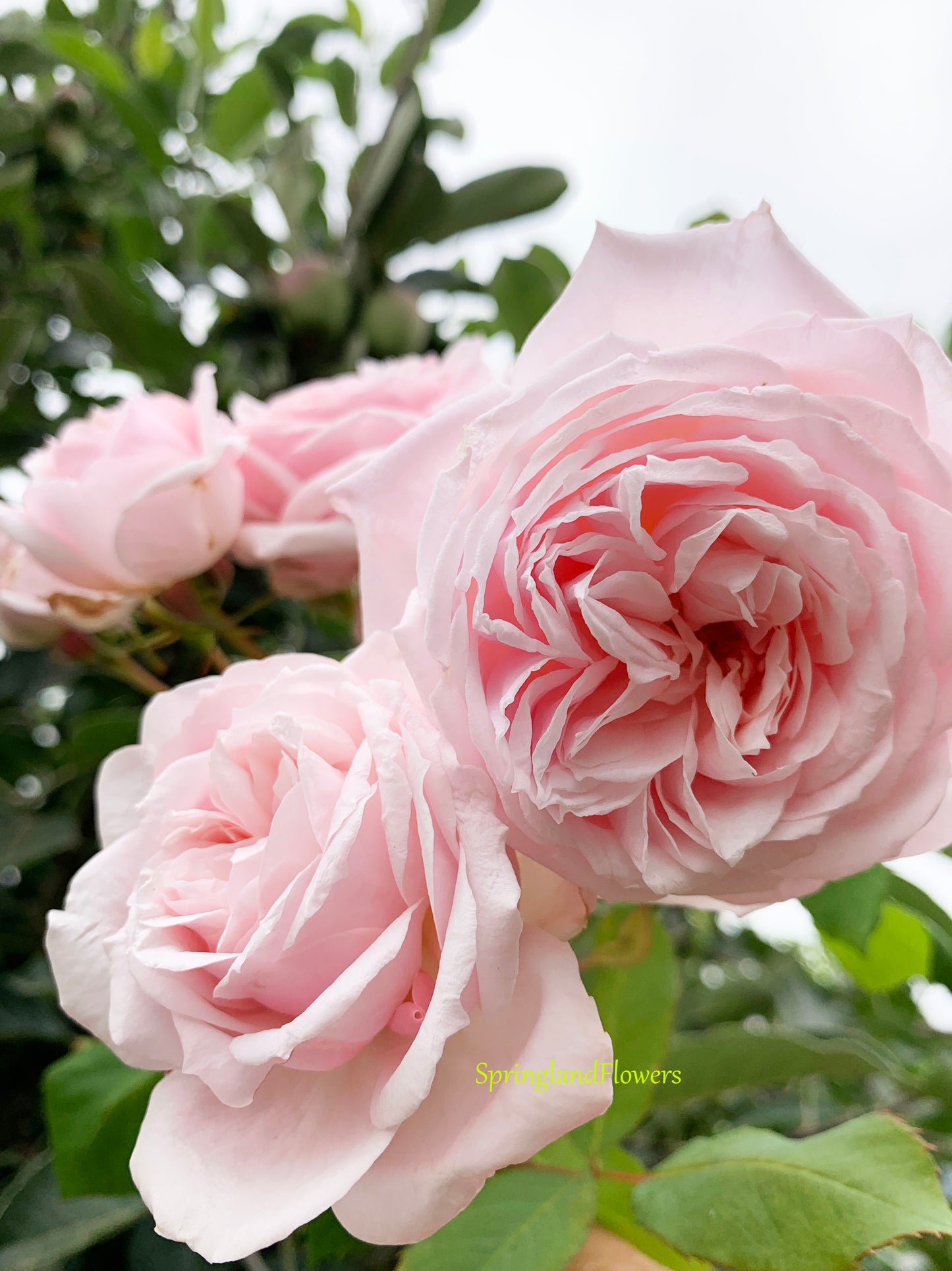 Rose Quietness 寂静,Light pink,  Strong fragrance,Own-Root.