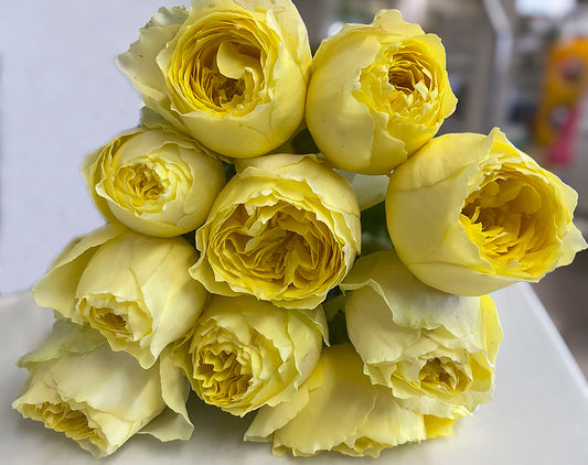 #SPJ160，Hiyoko 小黄鸡，Japanese Florist Shrub Rose，Upright, Heat-tolerant, disease-resistant,  Non-Grafted/Own Root.