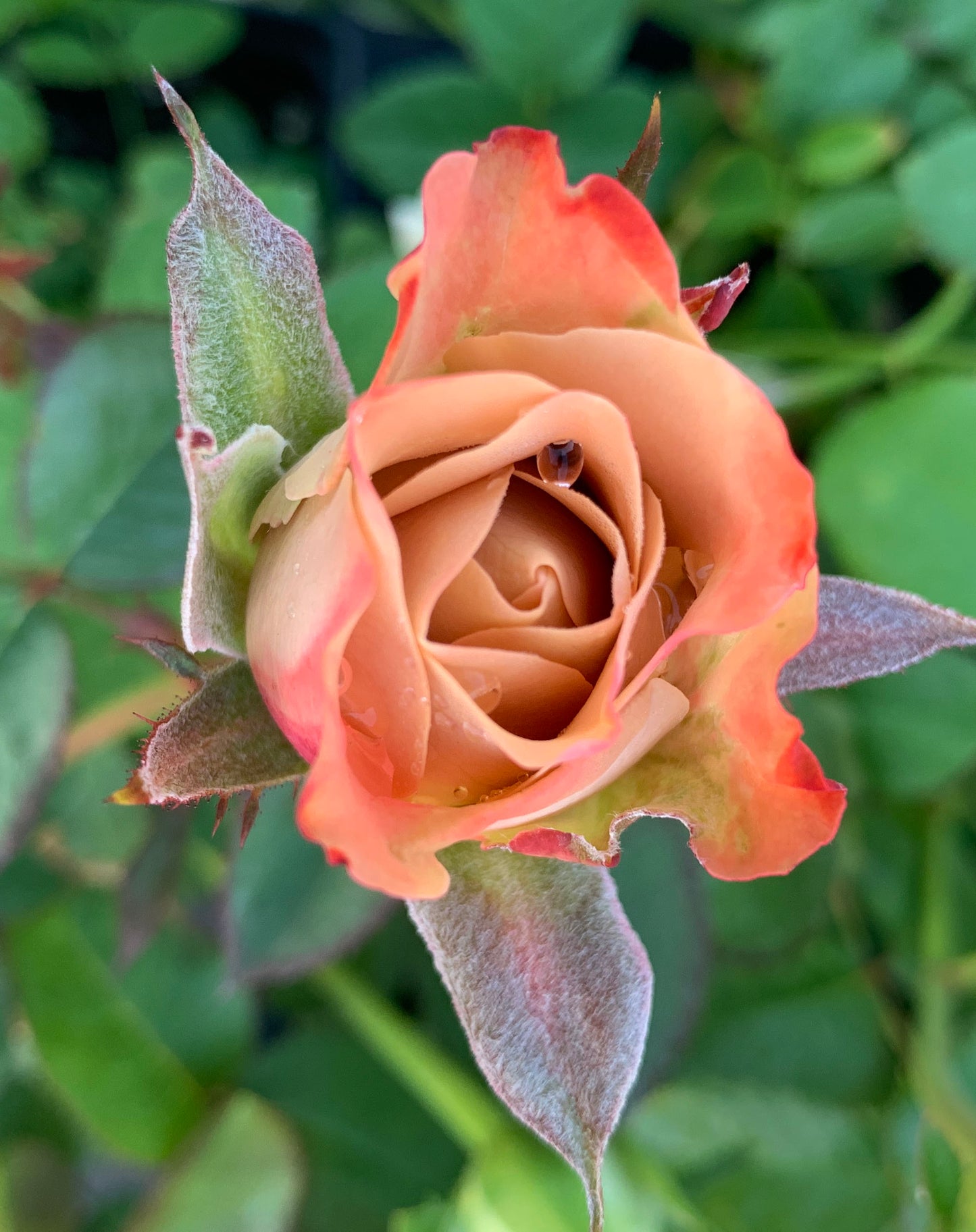 #SPG016， Extremely Similar to Cappuccino 卡布奇诺, Florists Shrub Rose. Non-Grafted/Own Root.