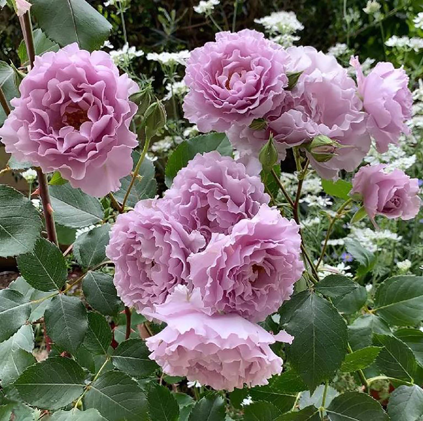 Libellula 蜻蜓 リベルラ, Japanese Shrub Rose. Non-Grafted/Own Root.