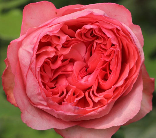 #SPF248，Mademoiselle Meilland 玫昂小姐, Hybrid Tea Rose，Non-Grafted/Own Root.