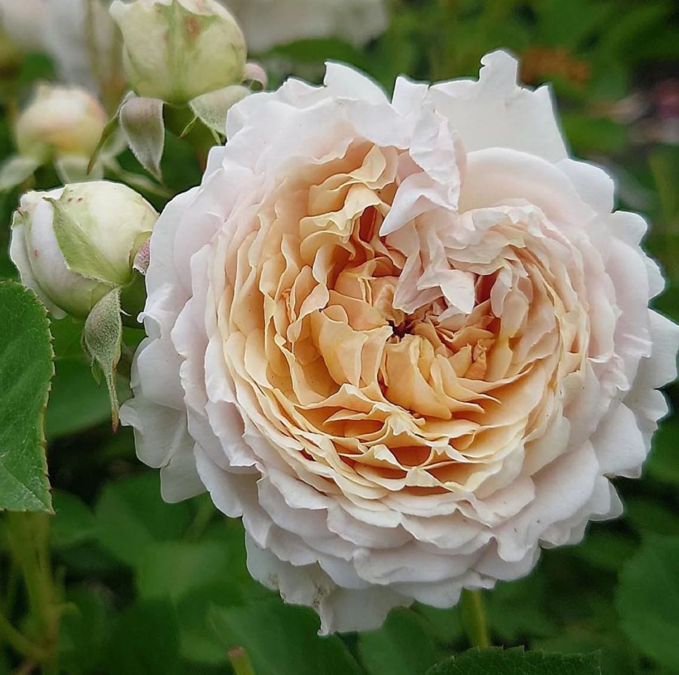 SPJ158, Millefiori 千花琉璃，Japanese Floribunda Rose, Non-Grafted