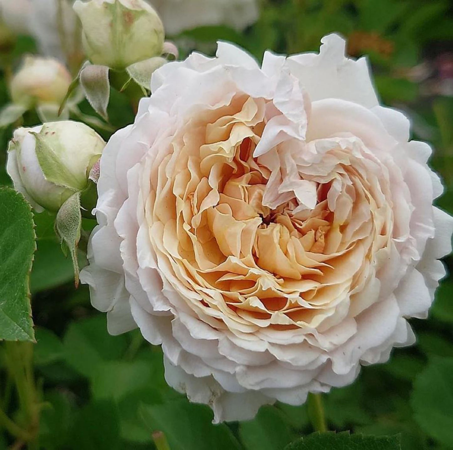 #SPJ158,  Millefiori 千花琉璃，Japanese Floribunda Rose, Non-Grafted/Own Root.