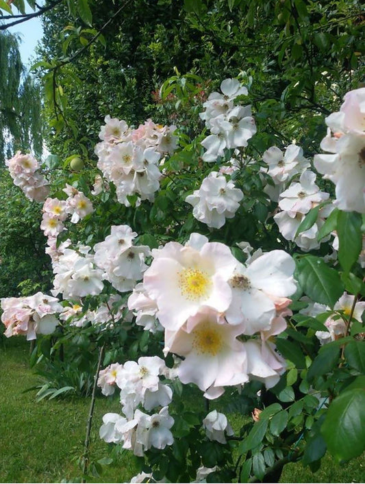 Sally Holmes 莎莉·霍姆斯 Climbing Rose,Non-Grafted/Own Root.