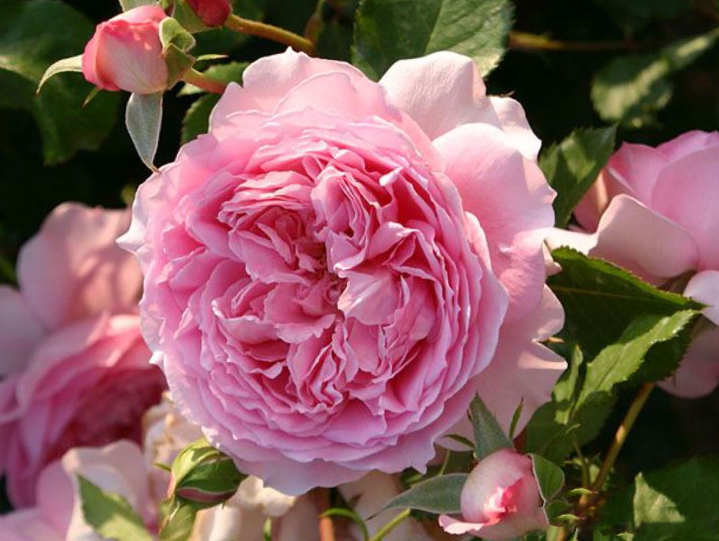 #SPJ289, Helen 海伦，Japanese Shrub Rose, Non-Grafted/Own Root.