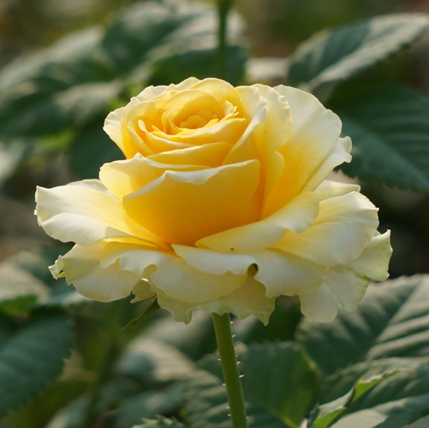 Shell 贝壳 シェル+，Japanese Shrub Rose, Large, Long Single-Flower Period,  Non-Grafted/Own Root.