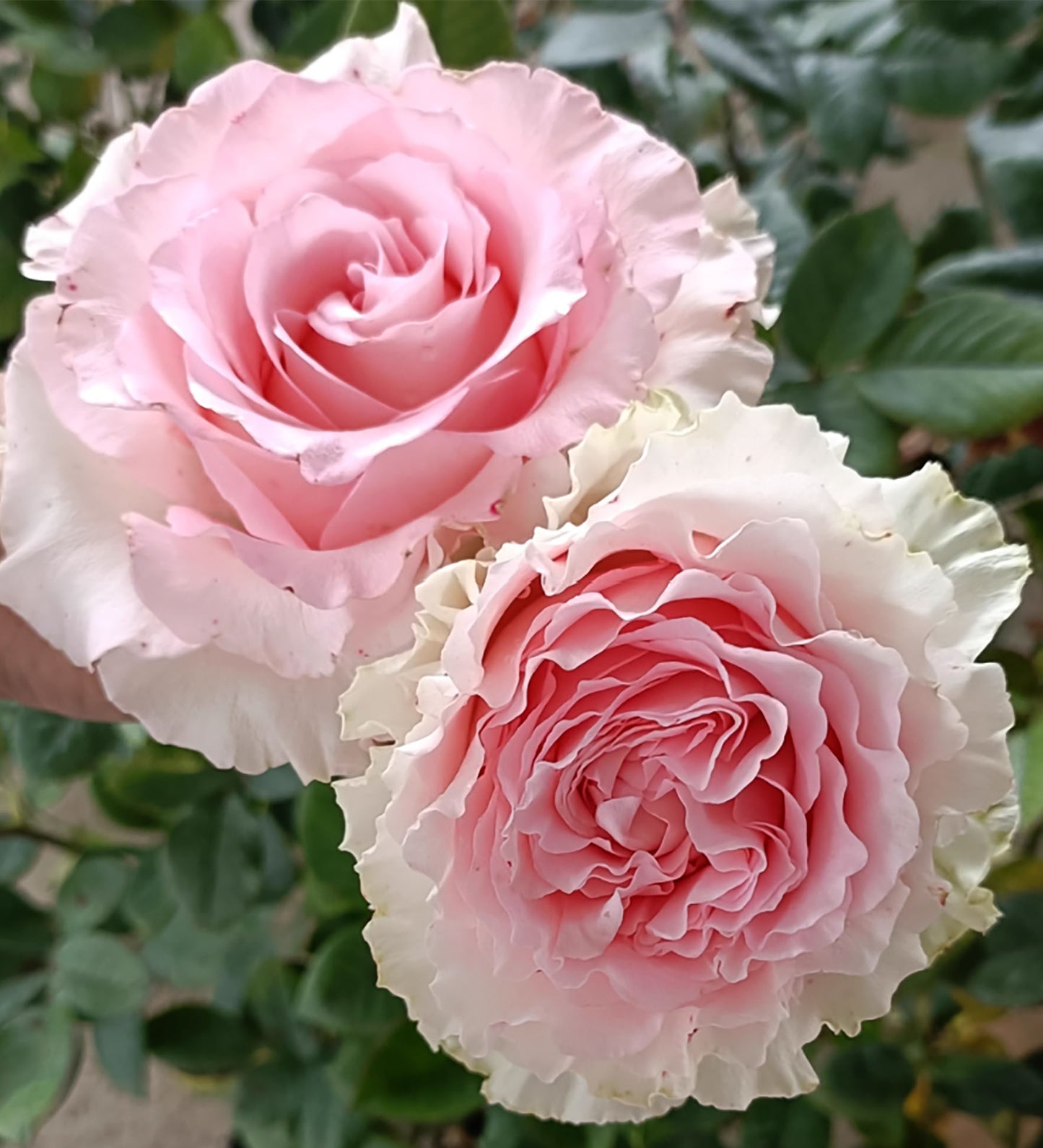 Goddess of the Luo River 洛神, Florists Rose. Non-Grafted/Own Root.