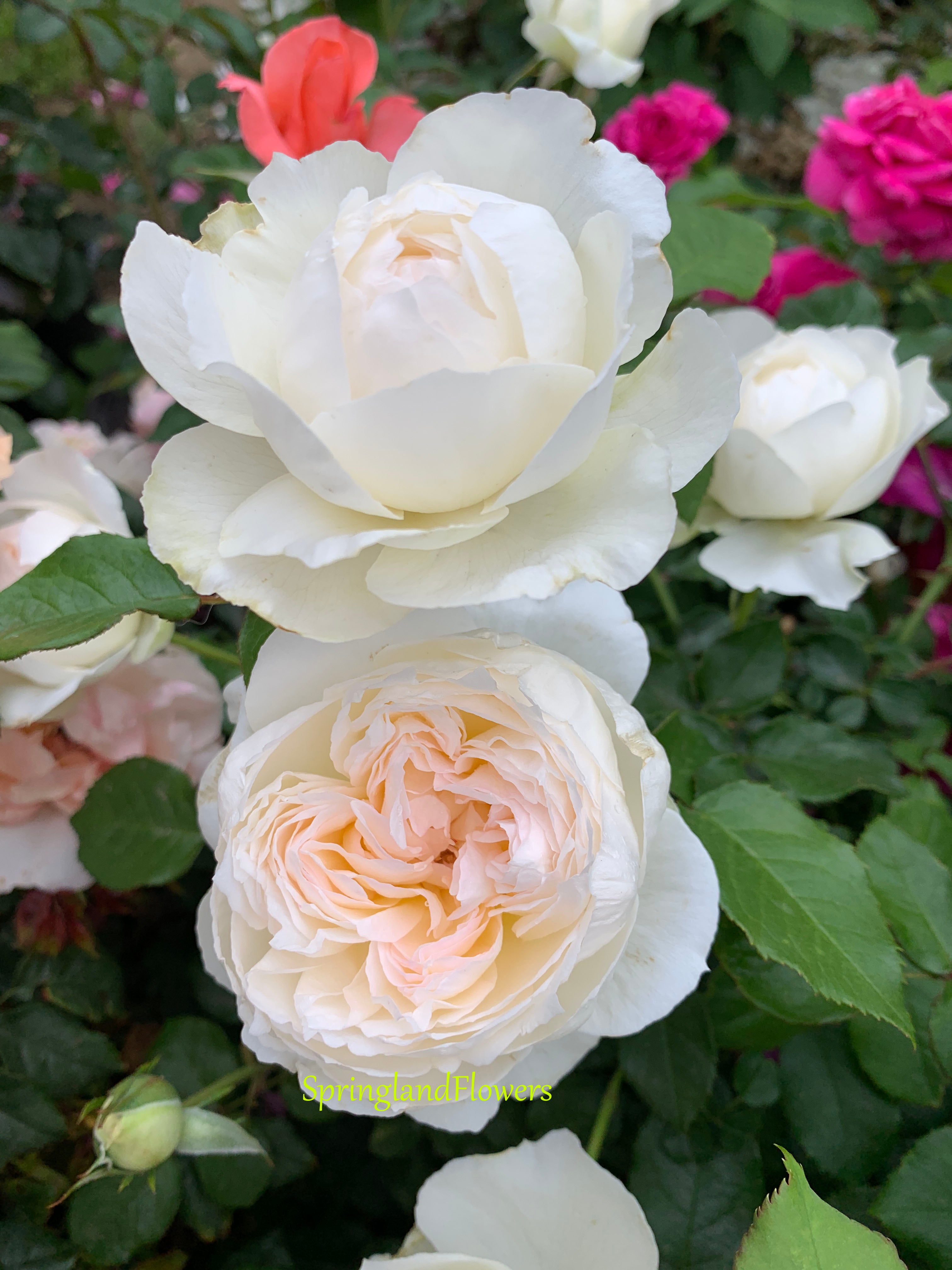 Bolero 波莱罗 Floribunda Rose,Non-Grafted/Own Root. Strong Fragrance  ,Excellent Disease Resistance .