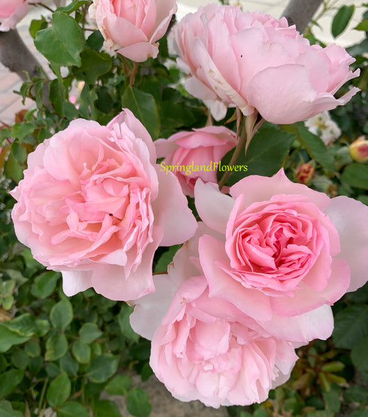 Duchesse de Brabant 布拉班特公爵夫人,Floribunda Rose, Non-Grafted/Own Root.