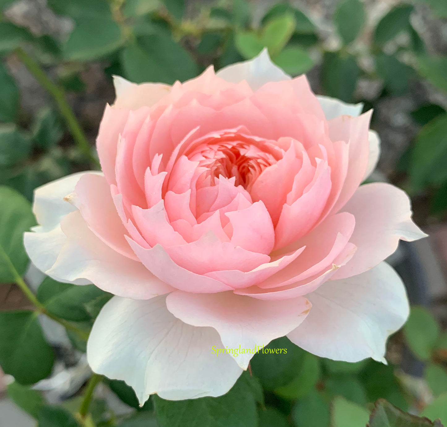 Monique Darve 莫妮卡戴维, Floribunda Rose, Non-Grafted/Own Root.