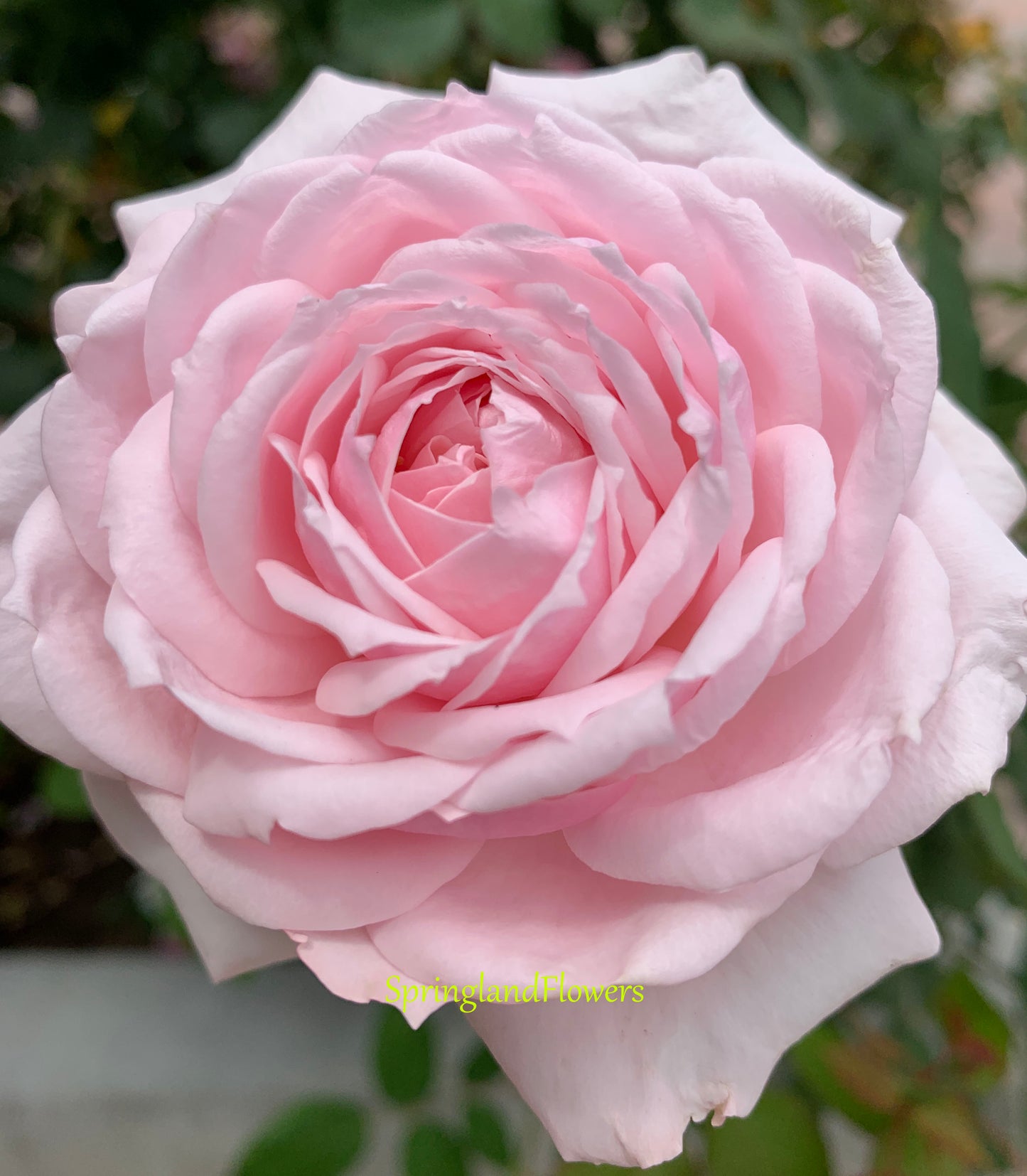 Rose Quietness 寂静,Light pink,  Strong fragrance,Own-Root.