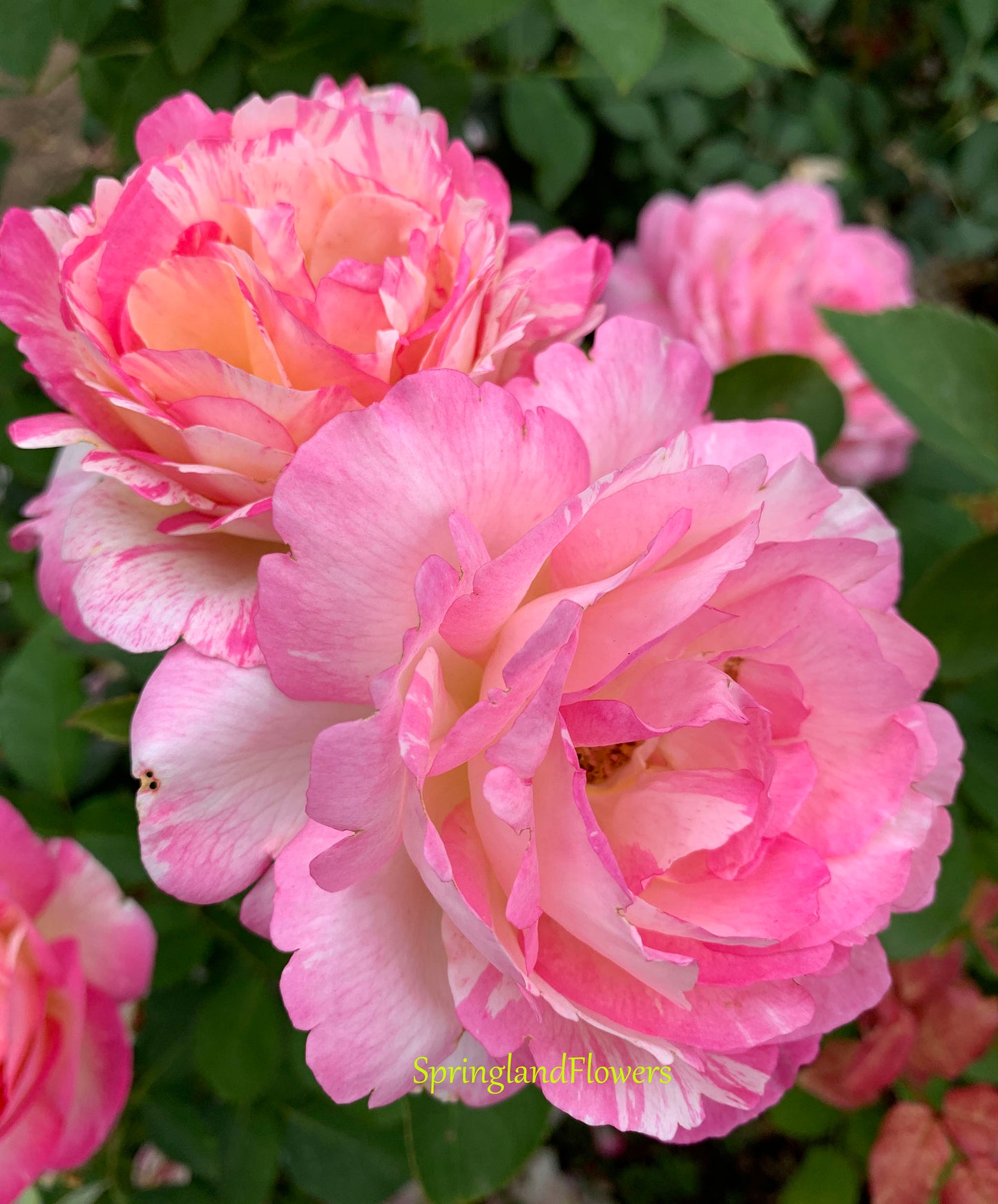 #SPF085，Extremely Similar to Marc Chagall 马克夏加尔，French Floribunda Rose, Non-Grafted/Own Root.