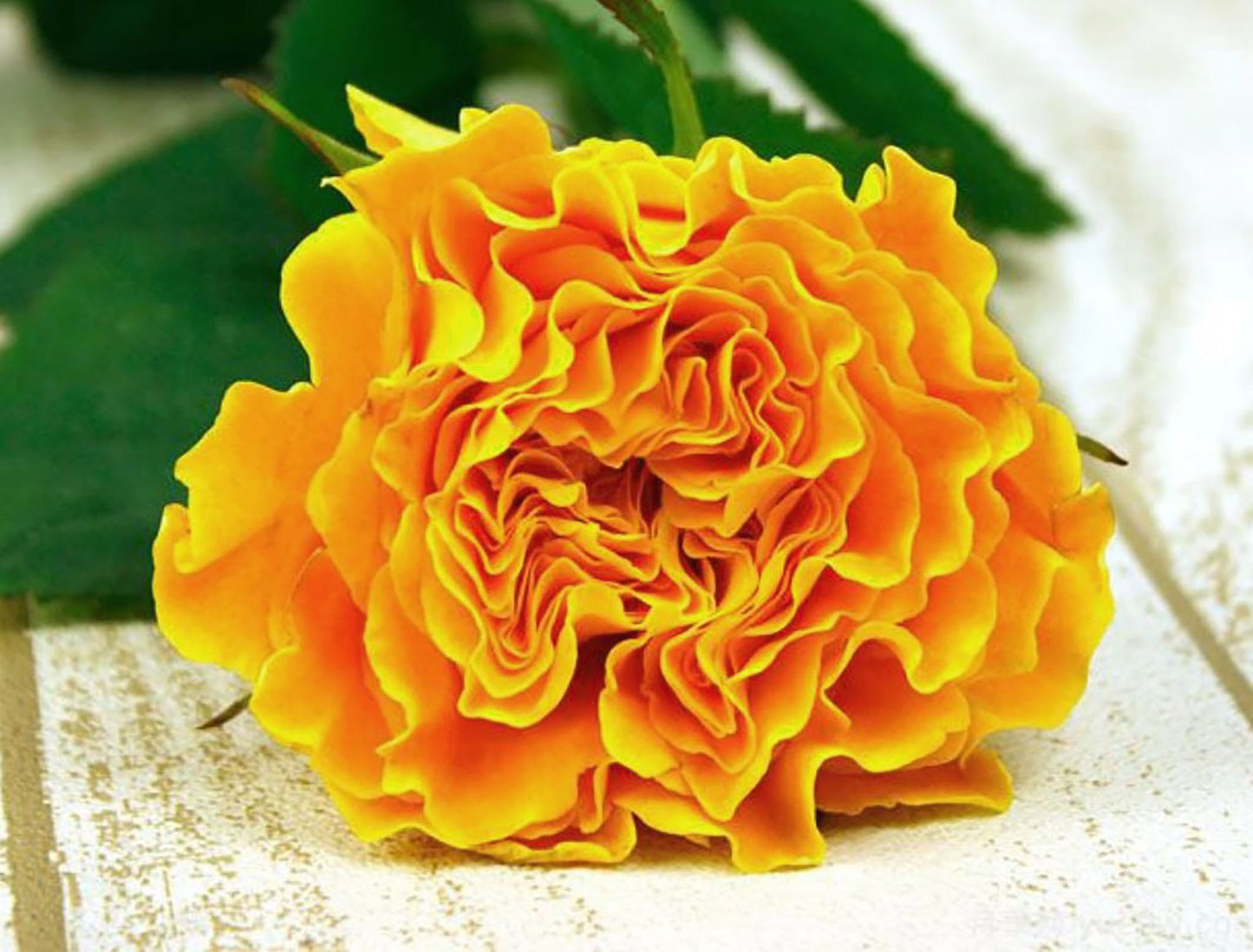 Mango Lieber 芒果酒吧 マンゴーリーバー ，Japanese Shrub Rose, Large Bright Orange Flower, Non-Grafted/Own Root.