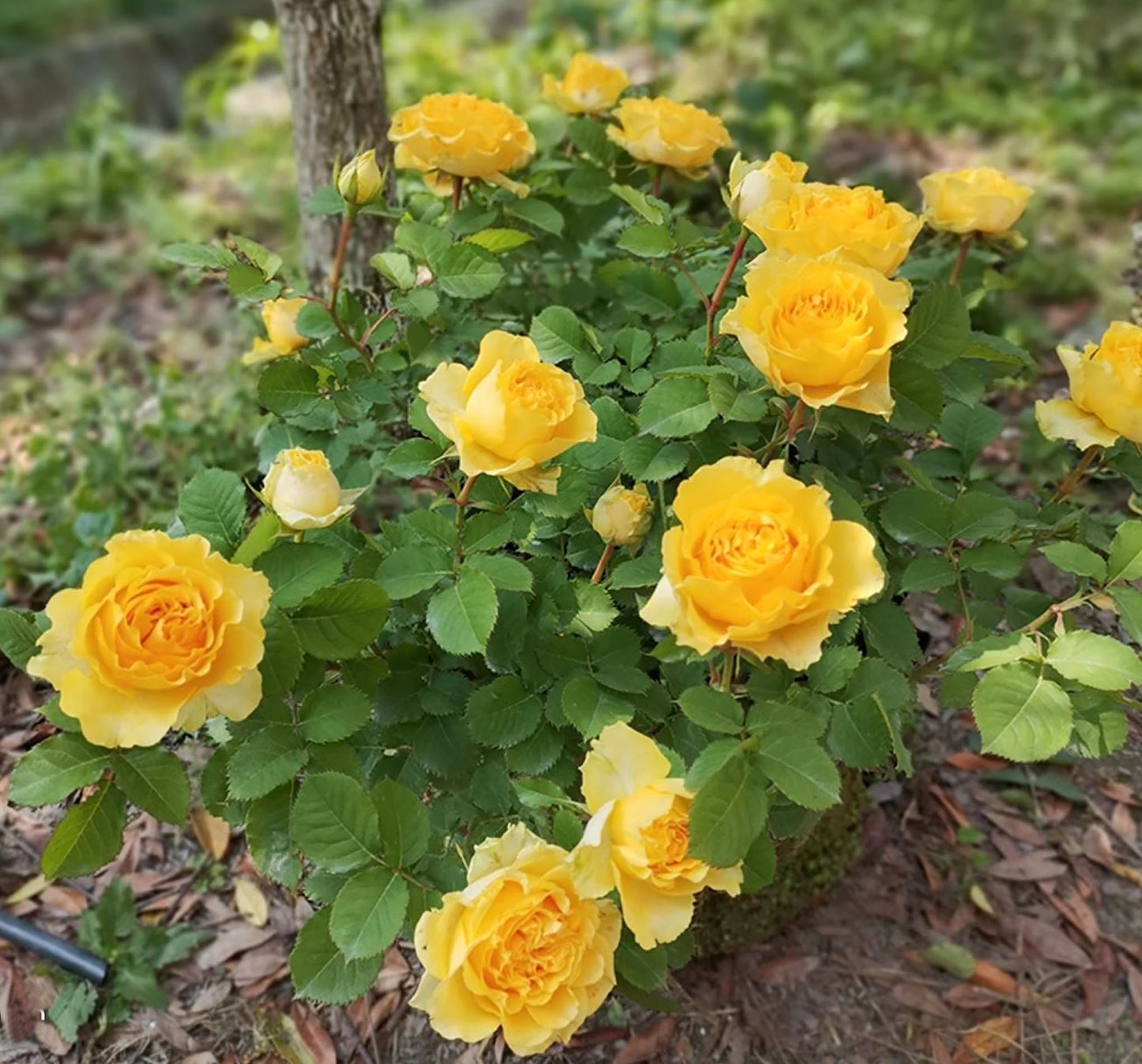 Shell 贝壳 シェル+，Japanese Shrub Rose, Large, Long Single-Flower Period,  Non-Grafted/Own Root.