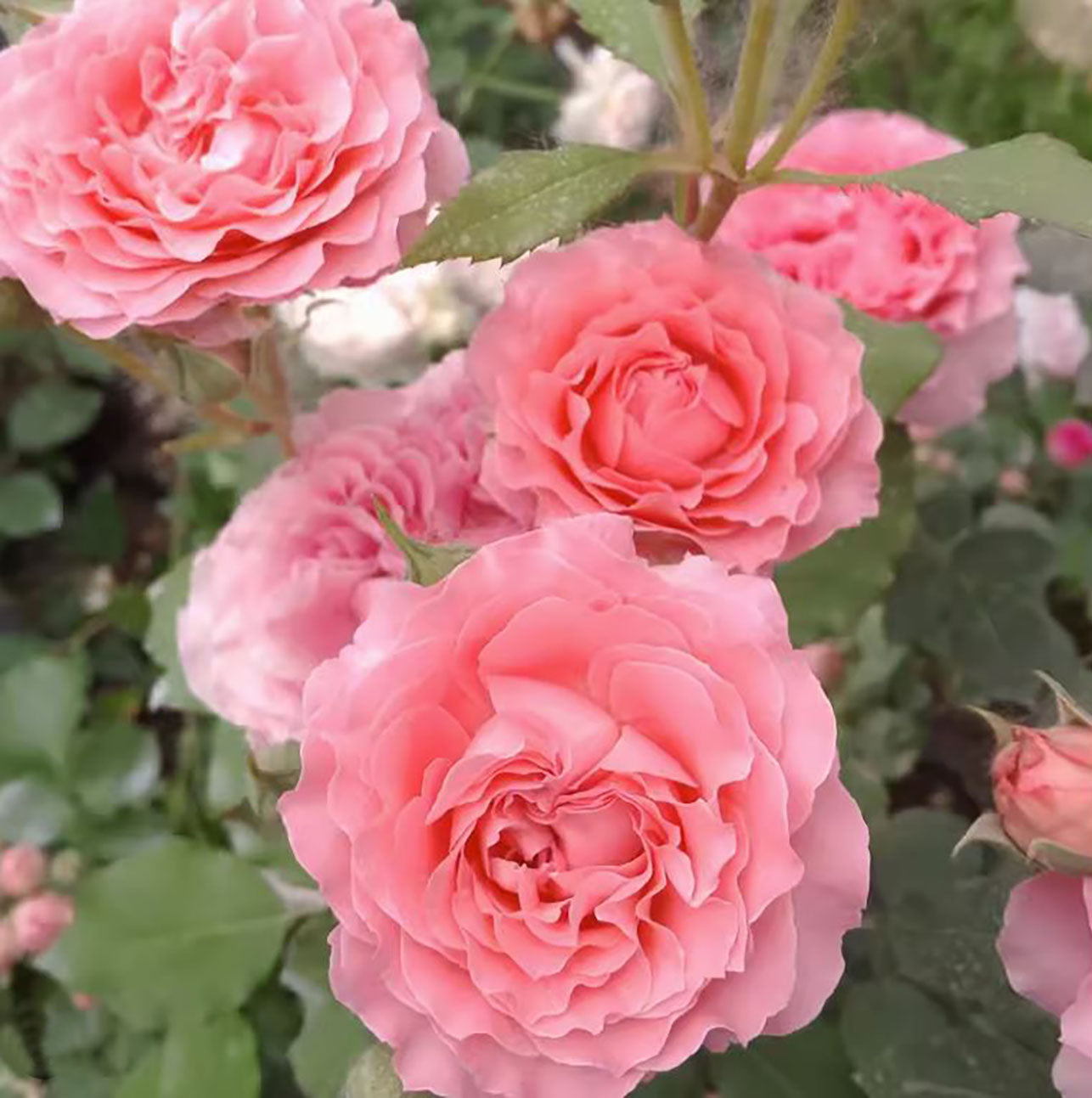 Corail gelee 珊瑚果冻コラーユ・ジュレ, Japanese Shrub Rose, Non-Grafted/Own Root.