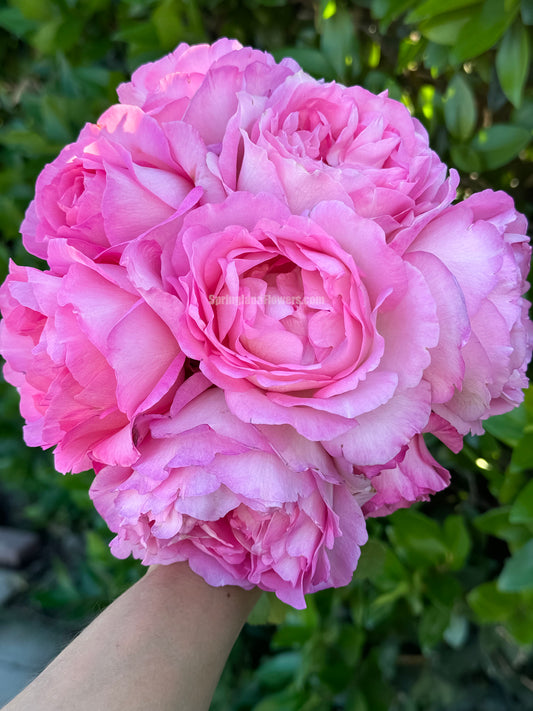 Rien Rose 河本绊 リアン・ローズ，Japanese Floribunda Rose，Fragrant and Thornless, Strong Disease Resistance, Non-Grafted/Own Root.