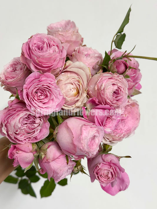 #SPJ197, La Boum 初吻（河本 ), Japanese Floribunda rose. Non-Grafted/Own Root.