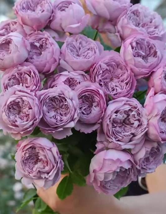 #SPC187, NEW! 2022. Blue Silken Orb 蓝丝球，Floribunda Rose, Thornless, Heat-tolerant, Disease-resistant.